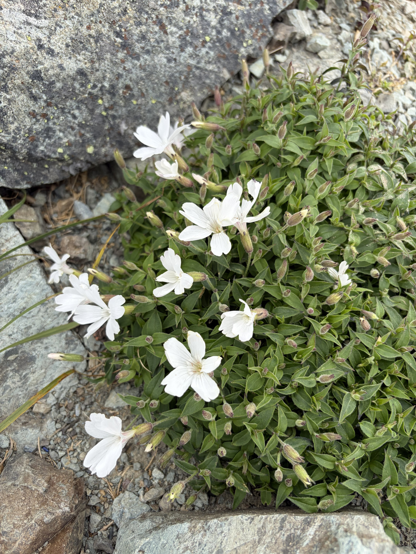 Image (12)